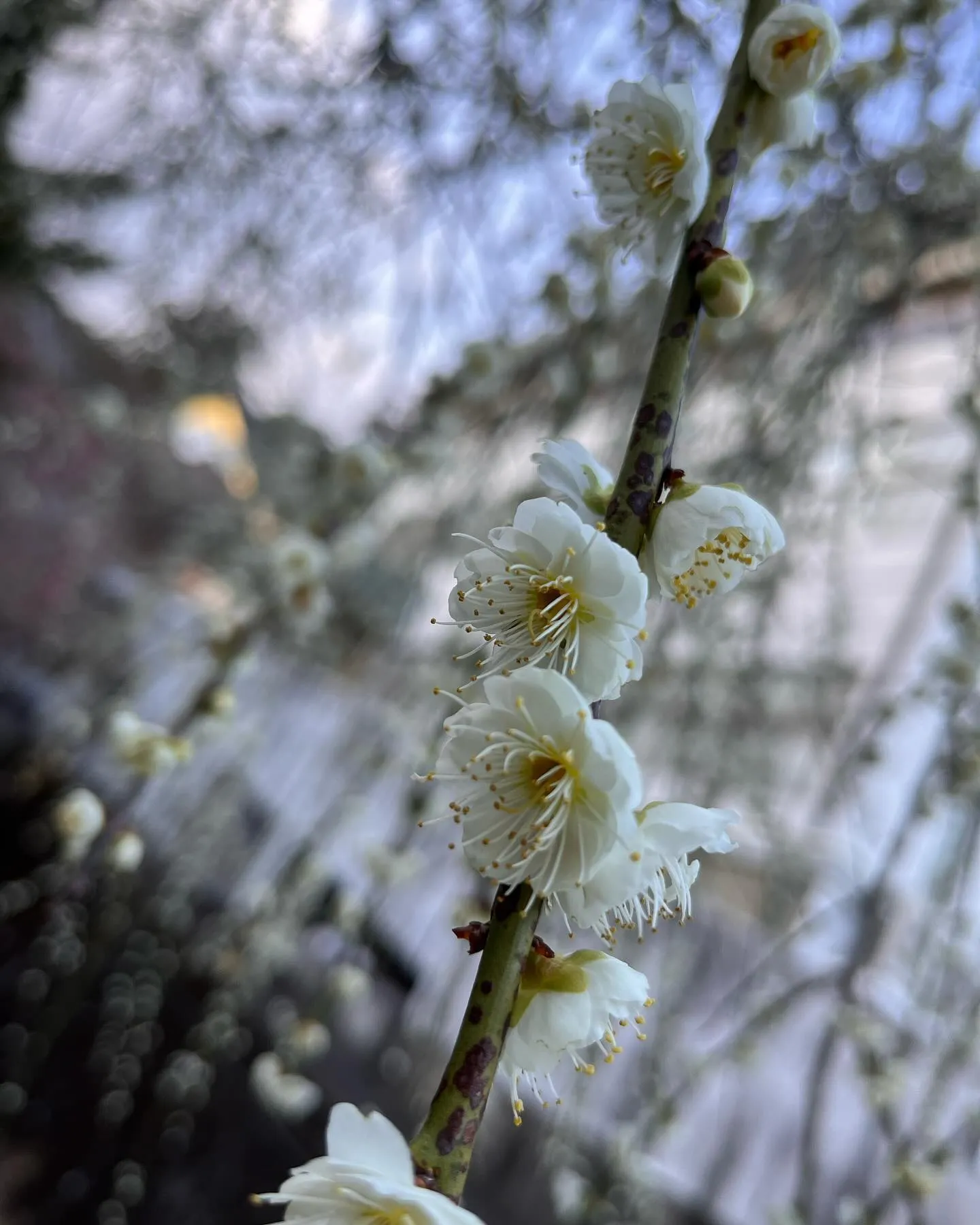 休日は久しぶりにお山へ