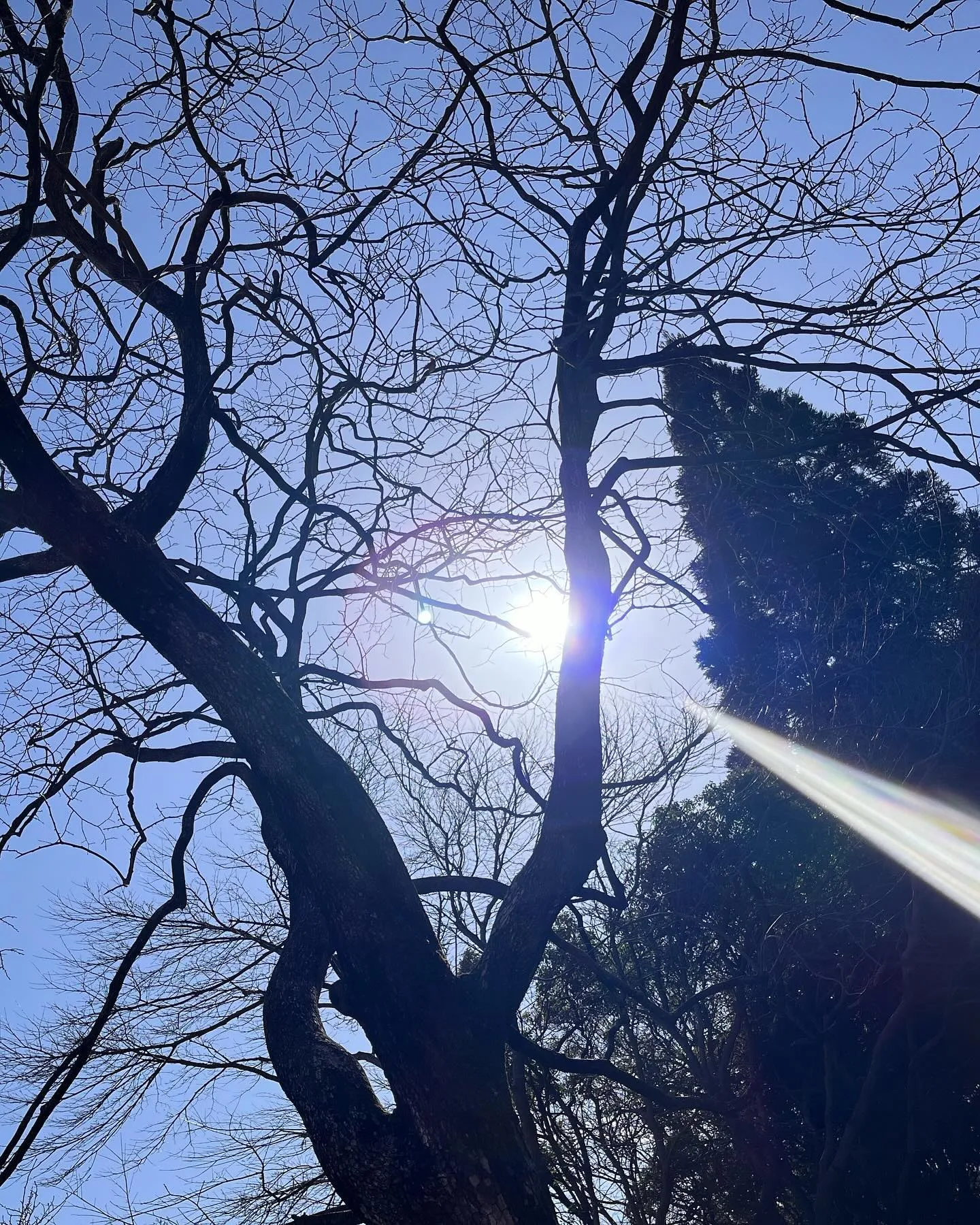 休日は久しぶりにお山へ