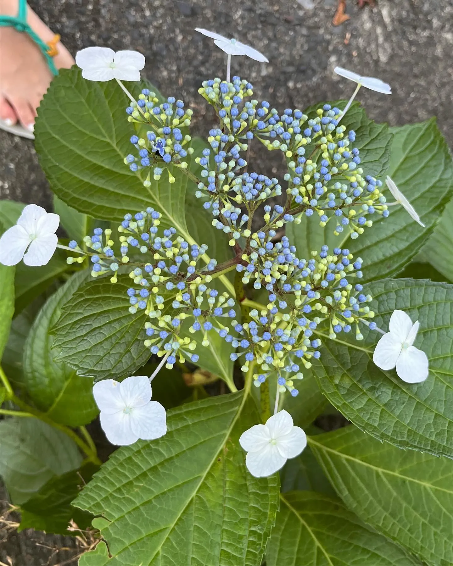 🌿‬しんこきゅう🌿‬ステキ健康サポーター