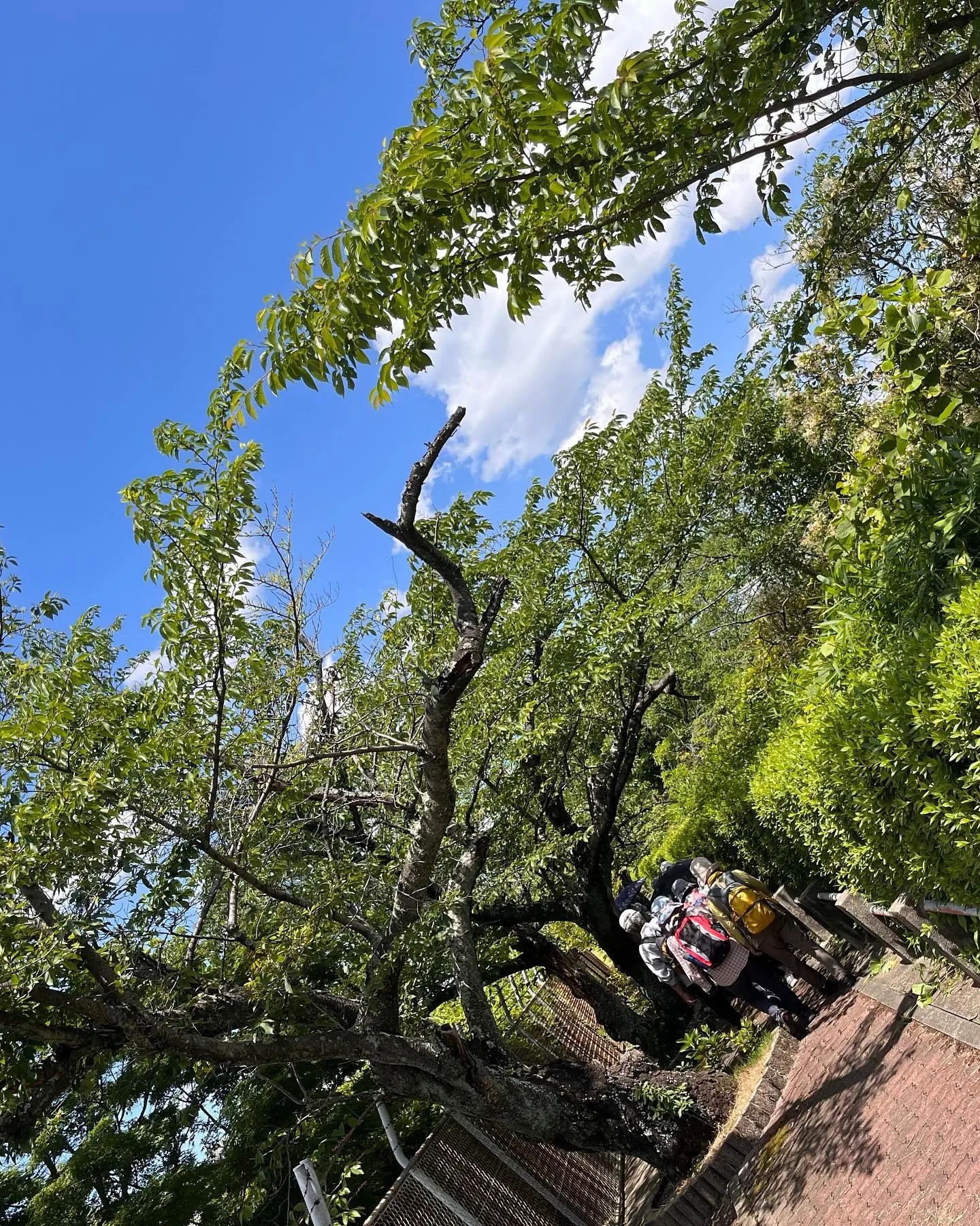 🌿‬しんこきゅう🌿‬ステキ健康サポーター