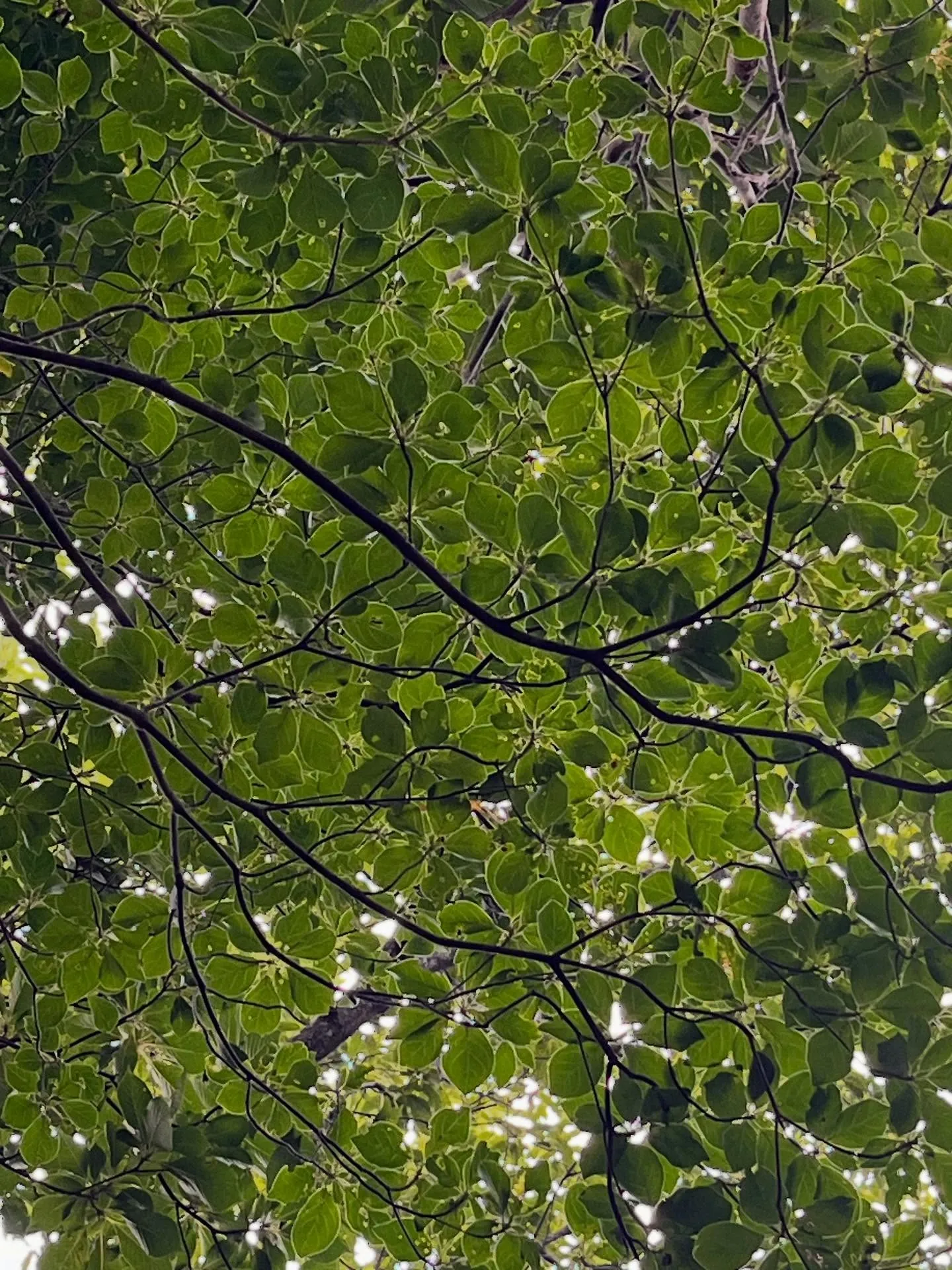 archサンダル🩴で久しぶりのお山へ