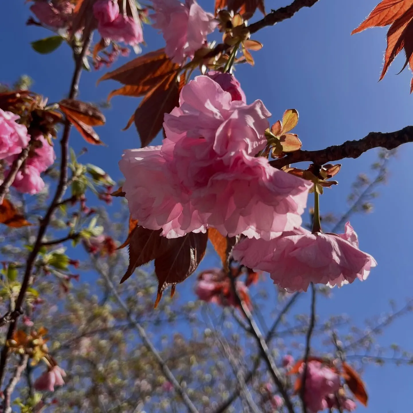 『 體 』 これ何と読む?