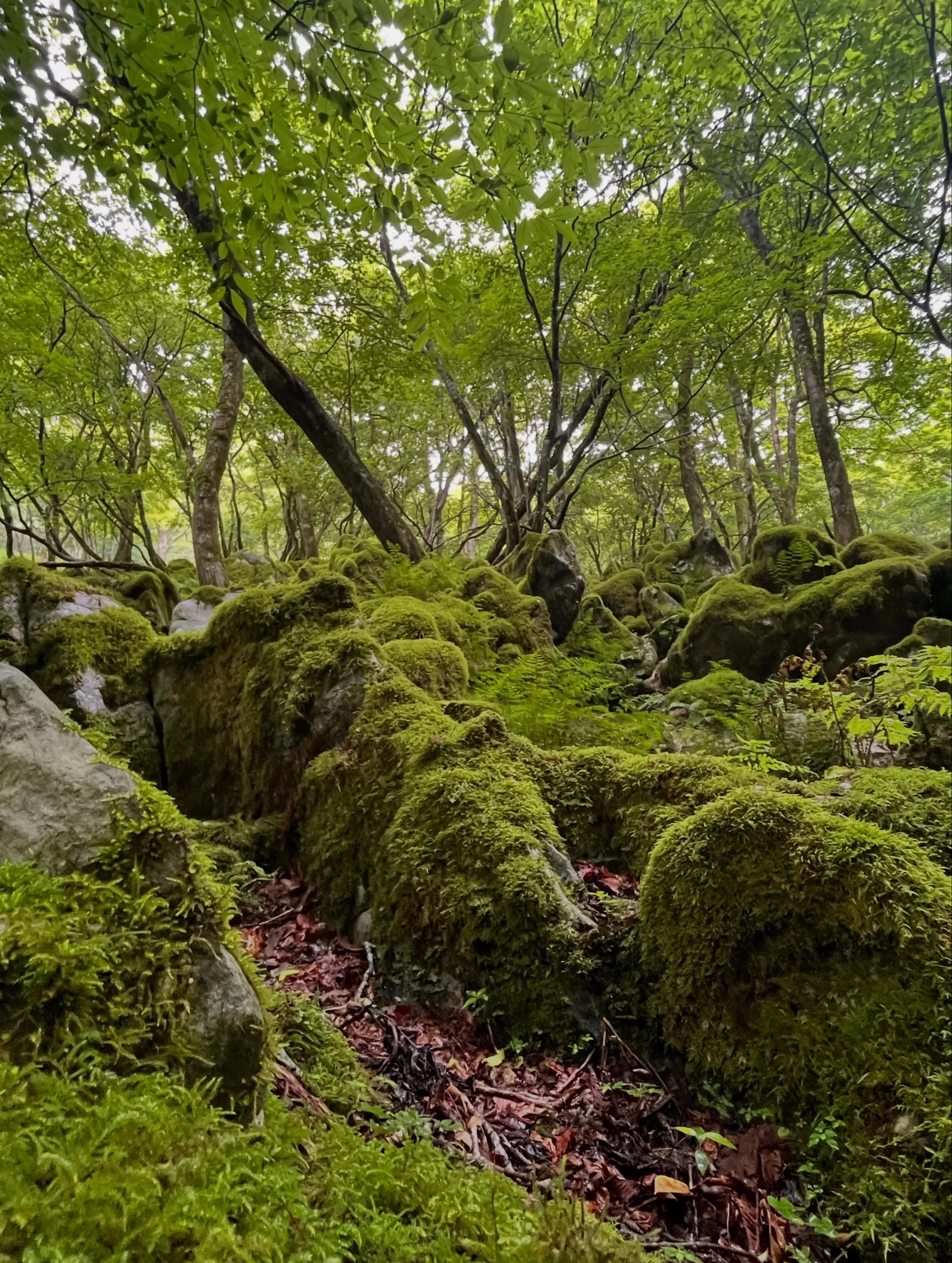 archサンダルでお山遊び👣⸒⸒
